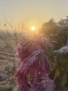 花开花落的